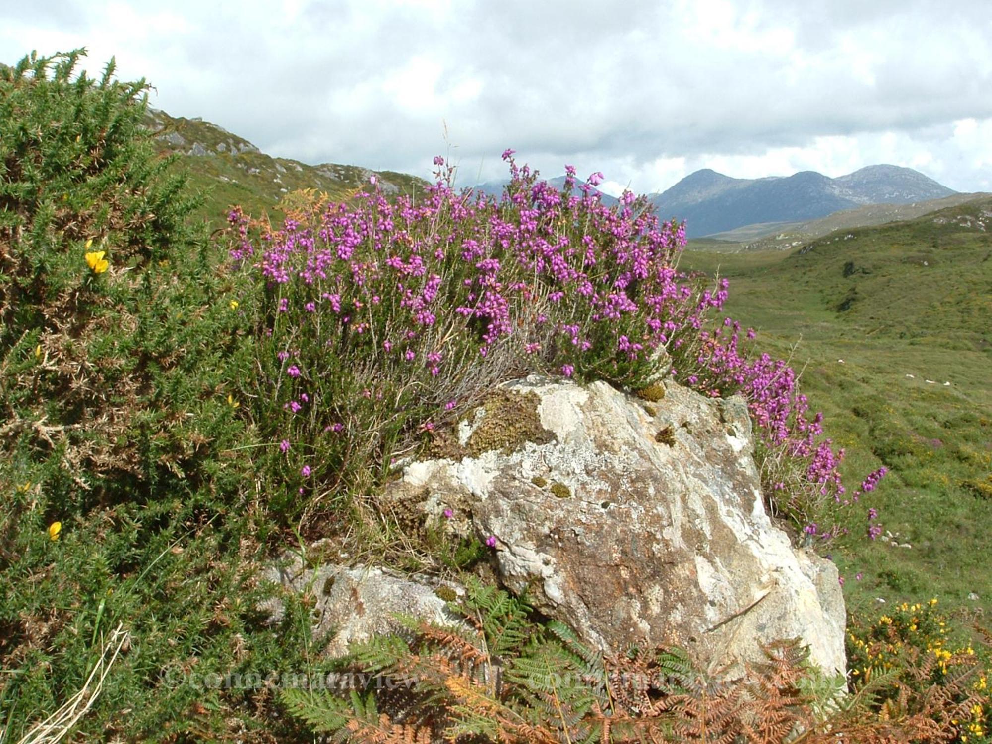 Errismore House Clifden Kültér fotó